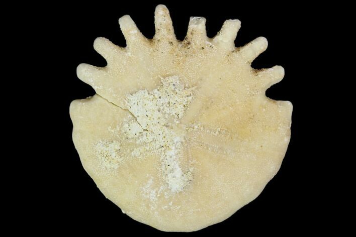 Fossil Sand Dollar (Heliophora) - Boujdour Province, Morocco #106765